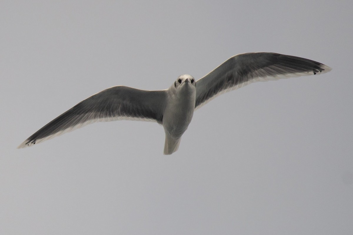 Little Gull - ML646576159