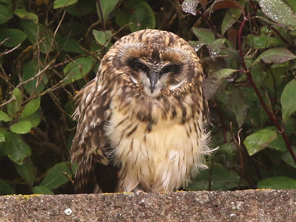 Short-eared Owl (Northern) - ML646576161