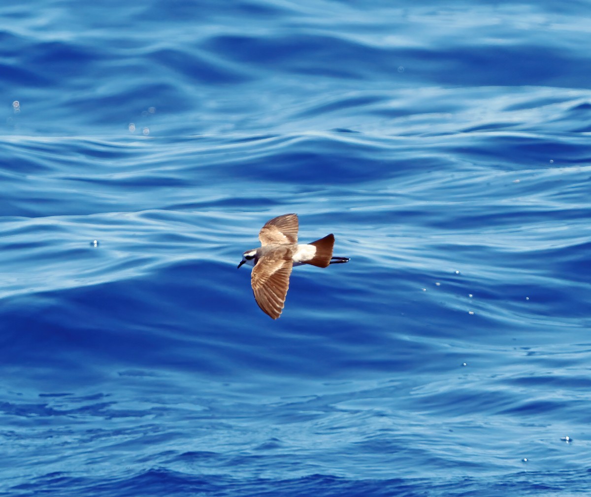 Weißgesicht-Sturmschwalbe - ML646576162