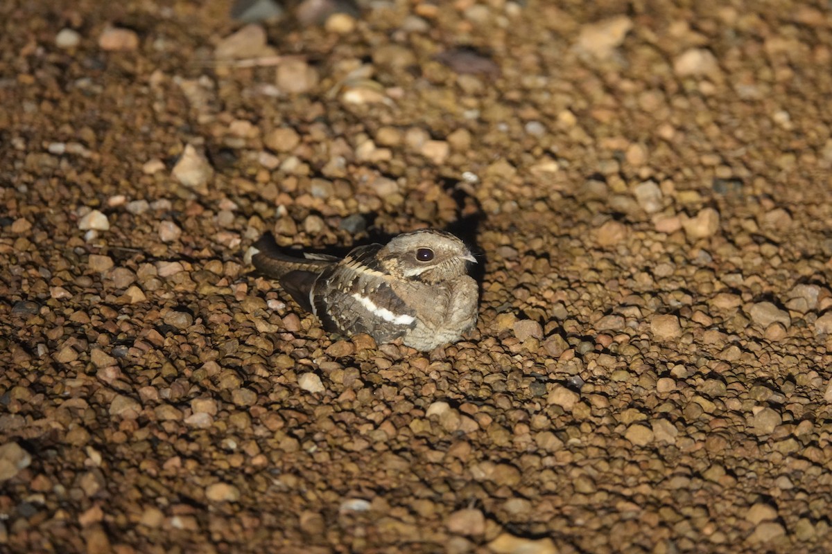 Long-tailed Nightjar - ML646576163