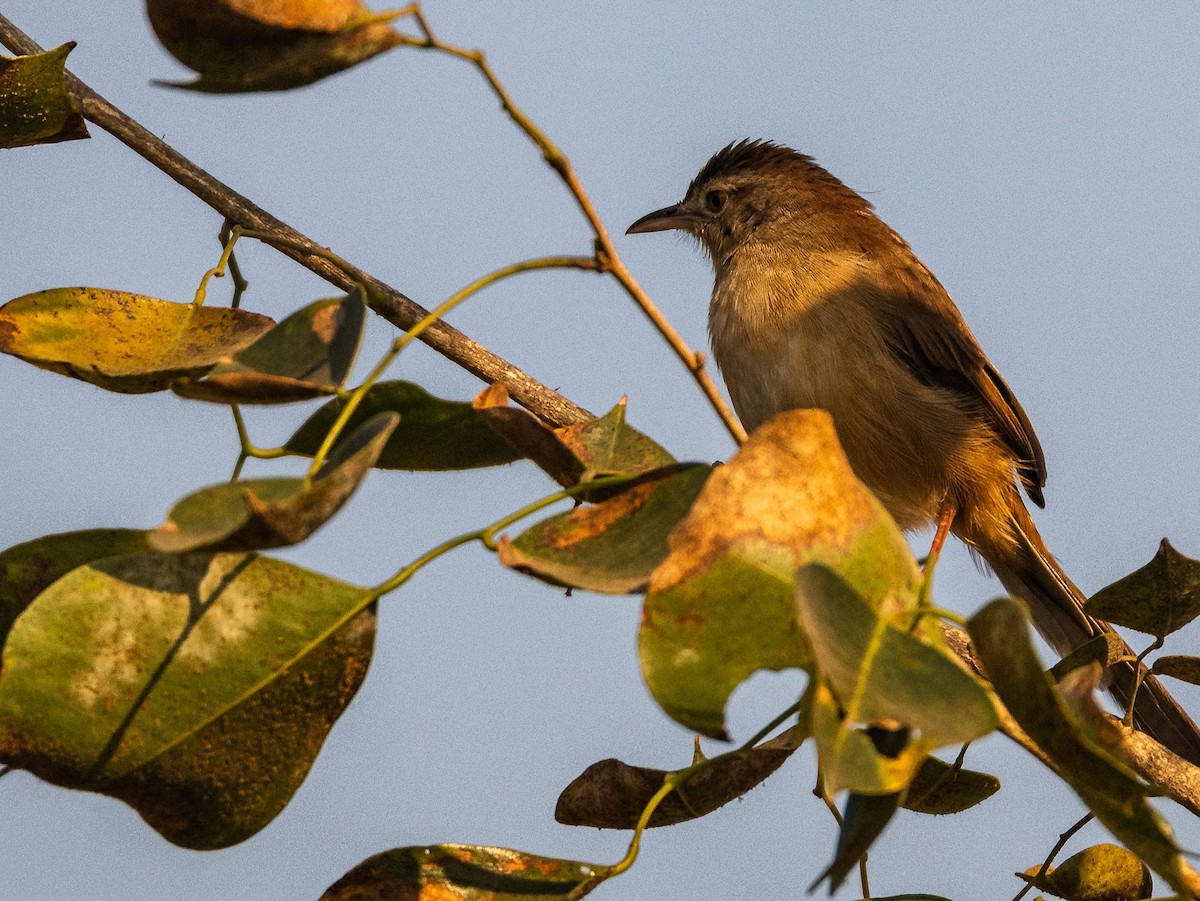 Jungle Prinia - ML646576164