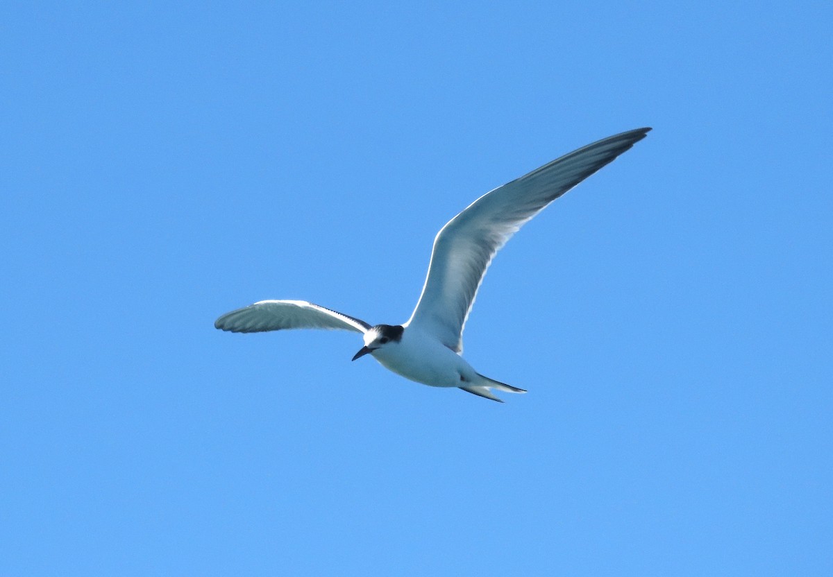 Common Tern - ML646576173