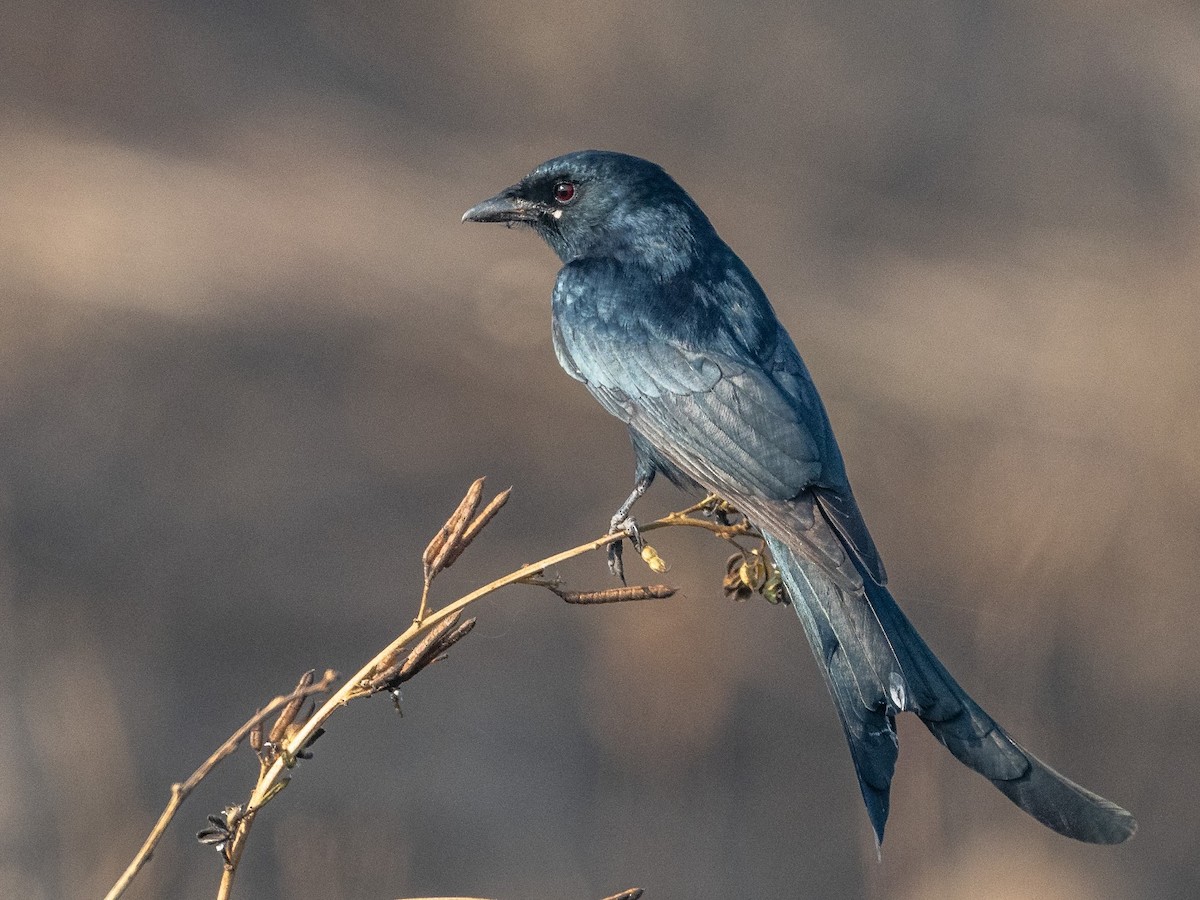Black Drongo - ML646576174