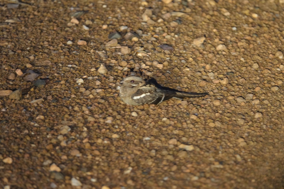 Long-tailed Nightjar - ML646576175