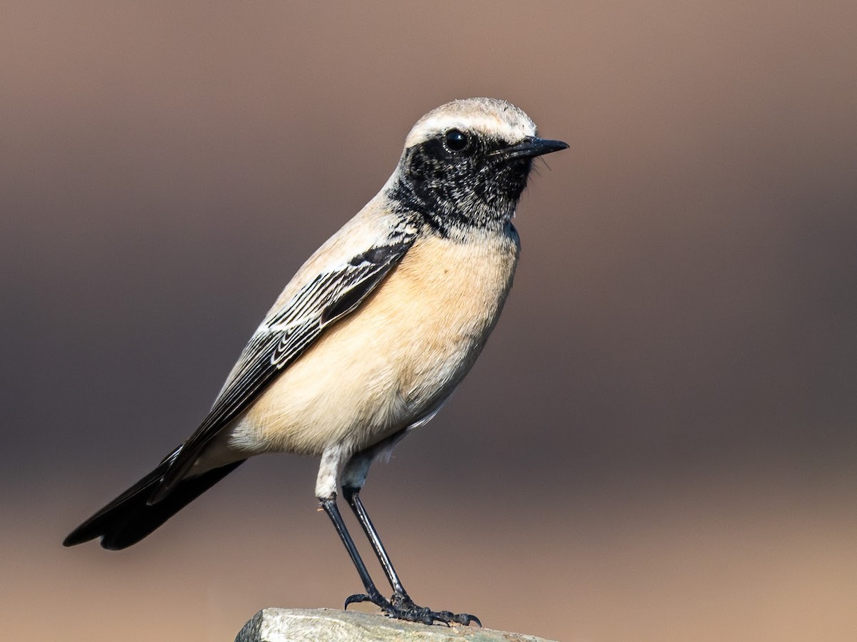 Desert Wheatear - ML646576176