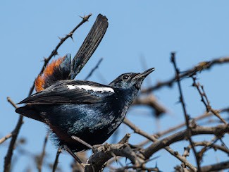 Indian Robin - ML646576177
