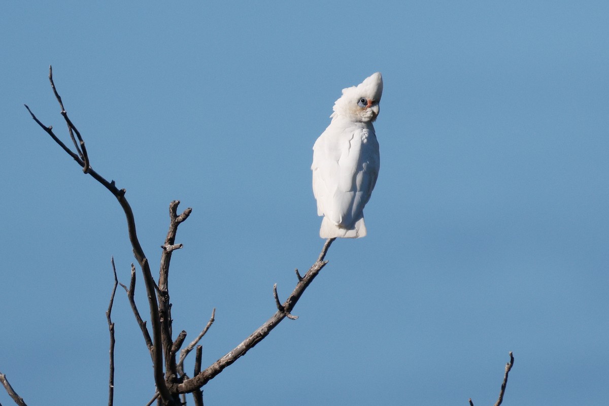 Little Corella - ML646576180