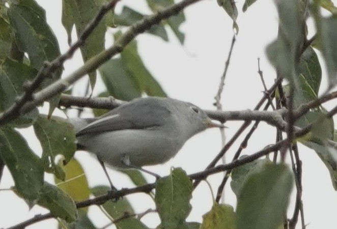 Blue-gray Gnatcatcher - ML646576182
