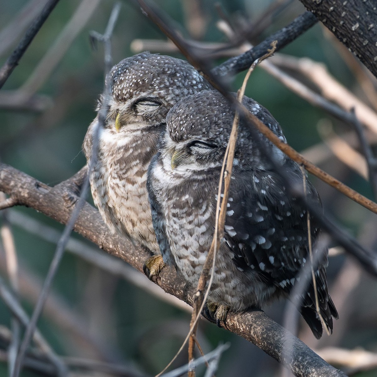 Spotted Owlet - ML646576183