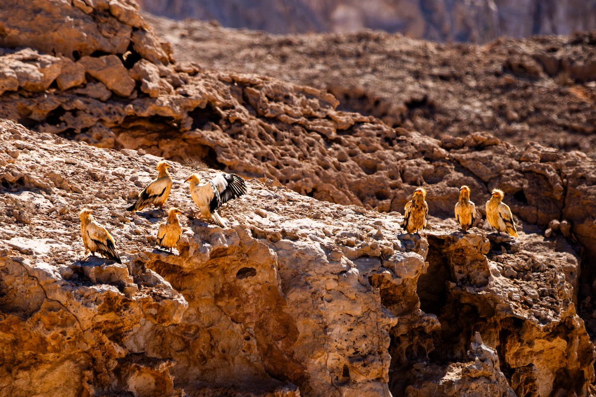Egyptian Vulture - ML646576187
