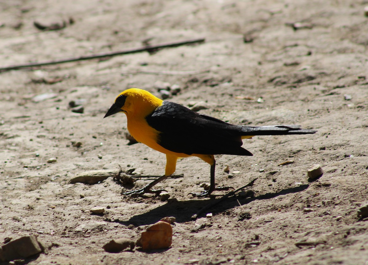 Oriole Blackbird - ML646576188