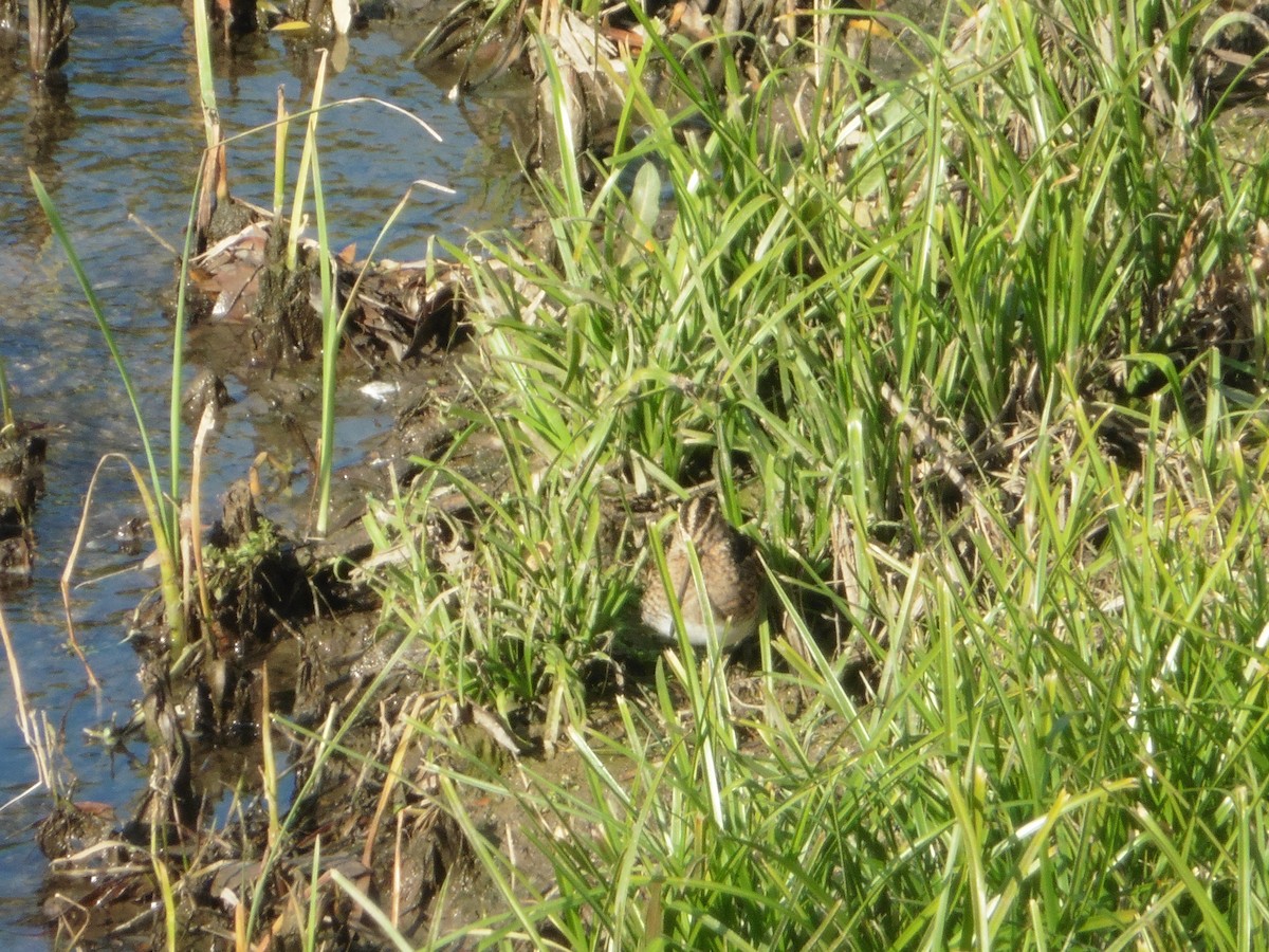 Common Snipe - ML646576189