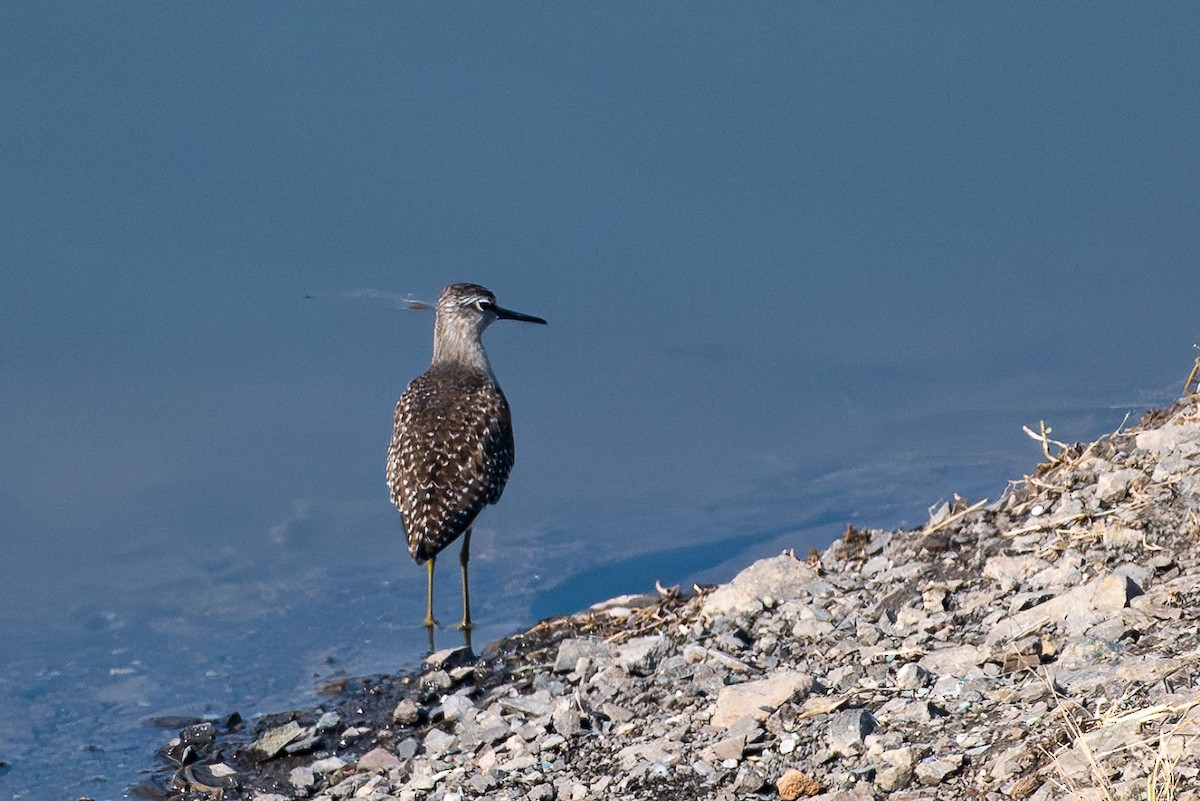 vodouš bahenní - ML646576191