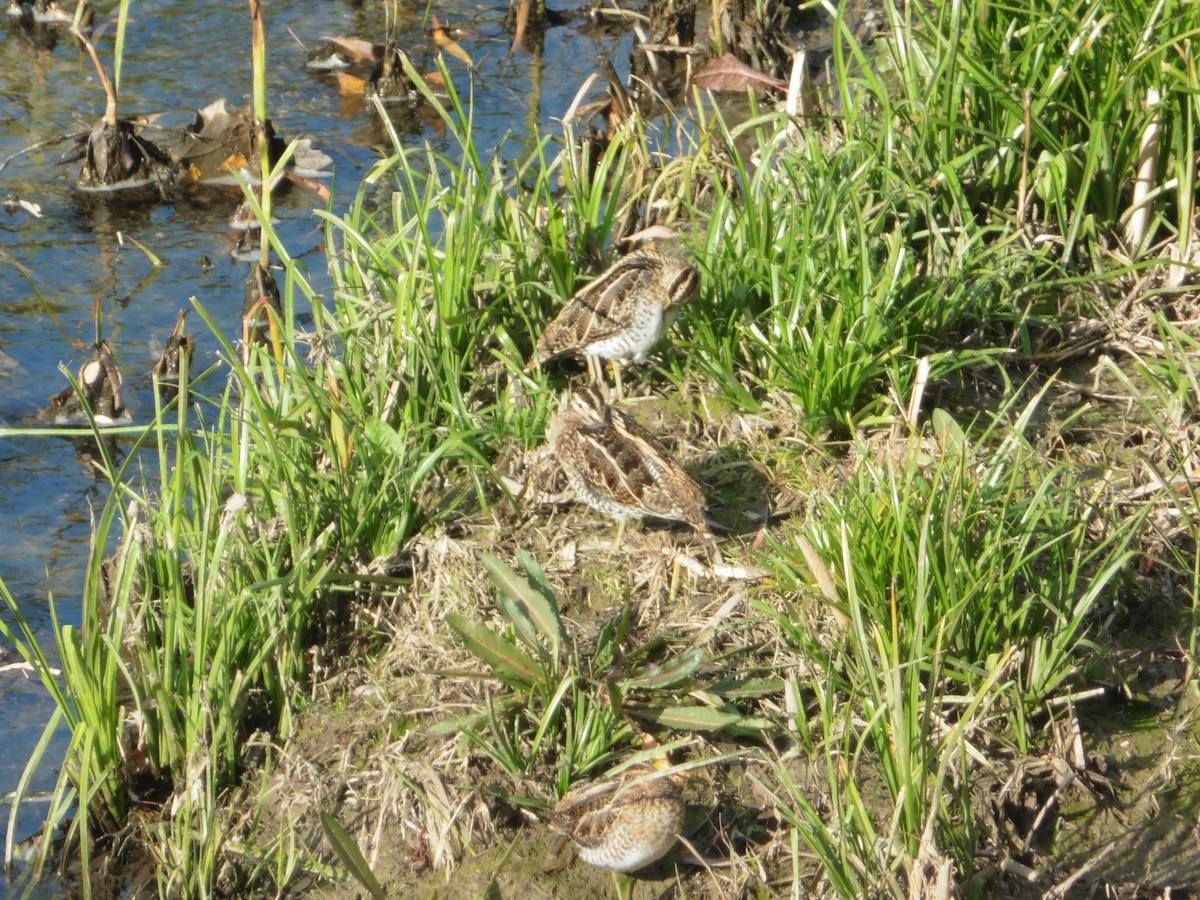 Common Snipe - ML646576192