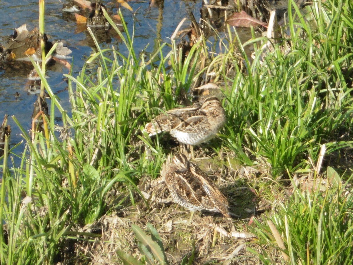 Common Snipe - ML646576195