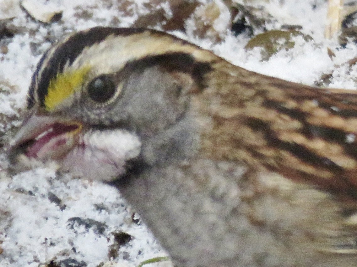 White-throated Sparrow - ML646576199
