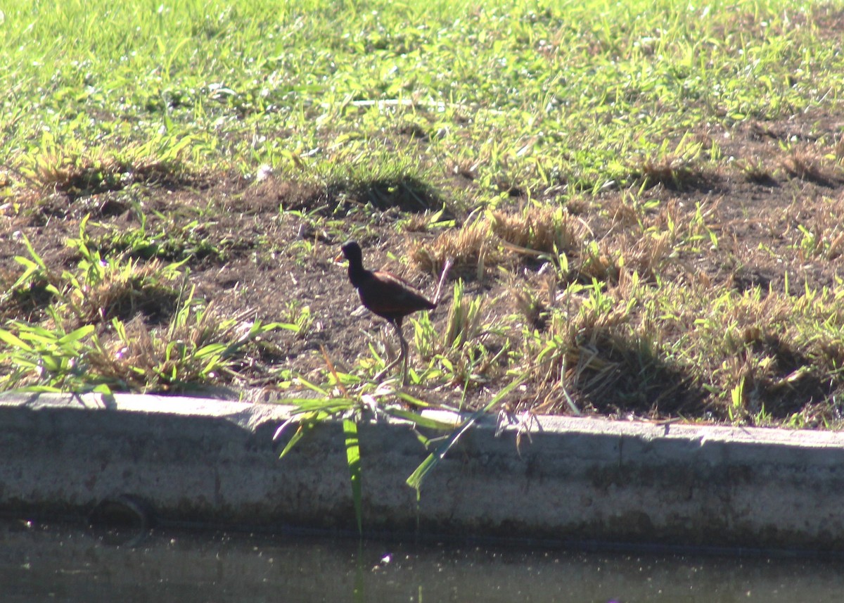 Wattled Jacana - ML646576200