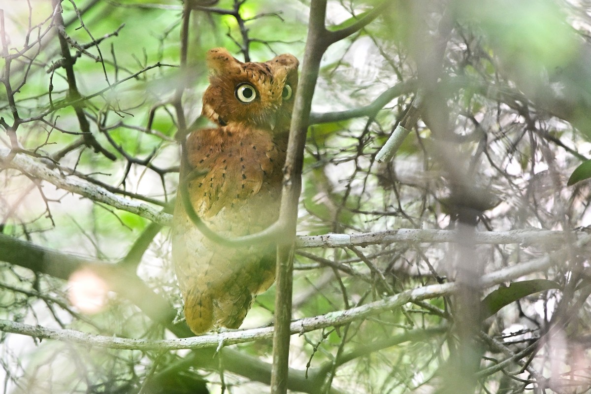 Sokoke Scops-Owl - ML646576201