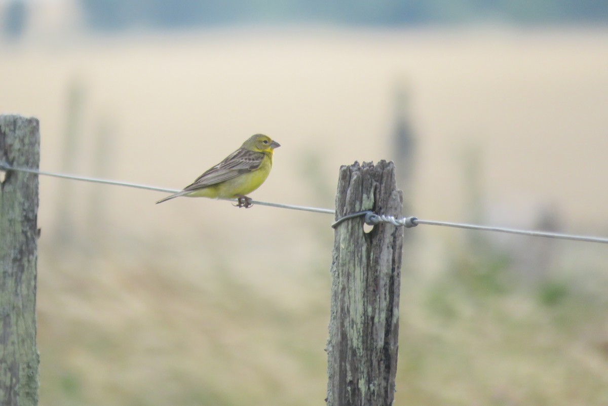 Короткоклювый зерноед - ML646576207