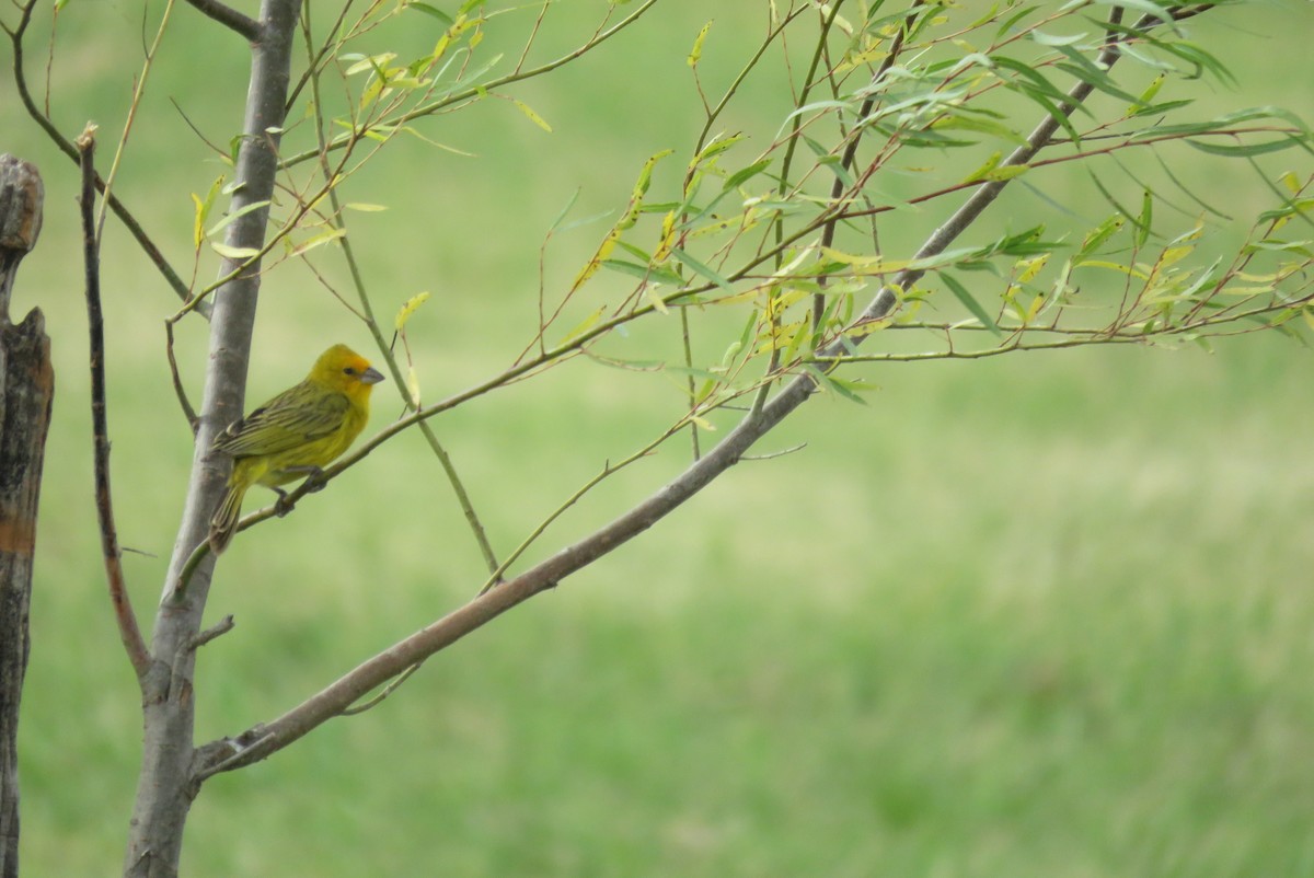 Шафрановый зерноед - ML646576214