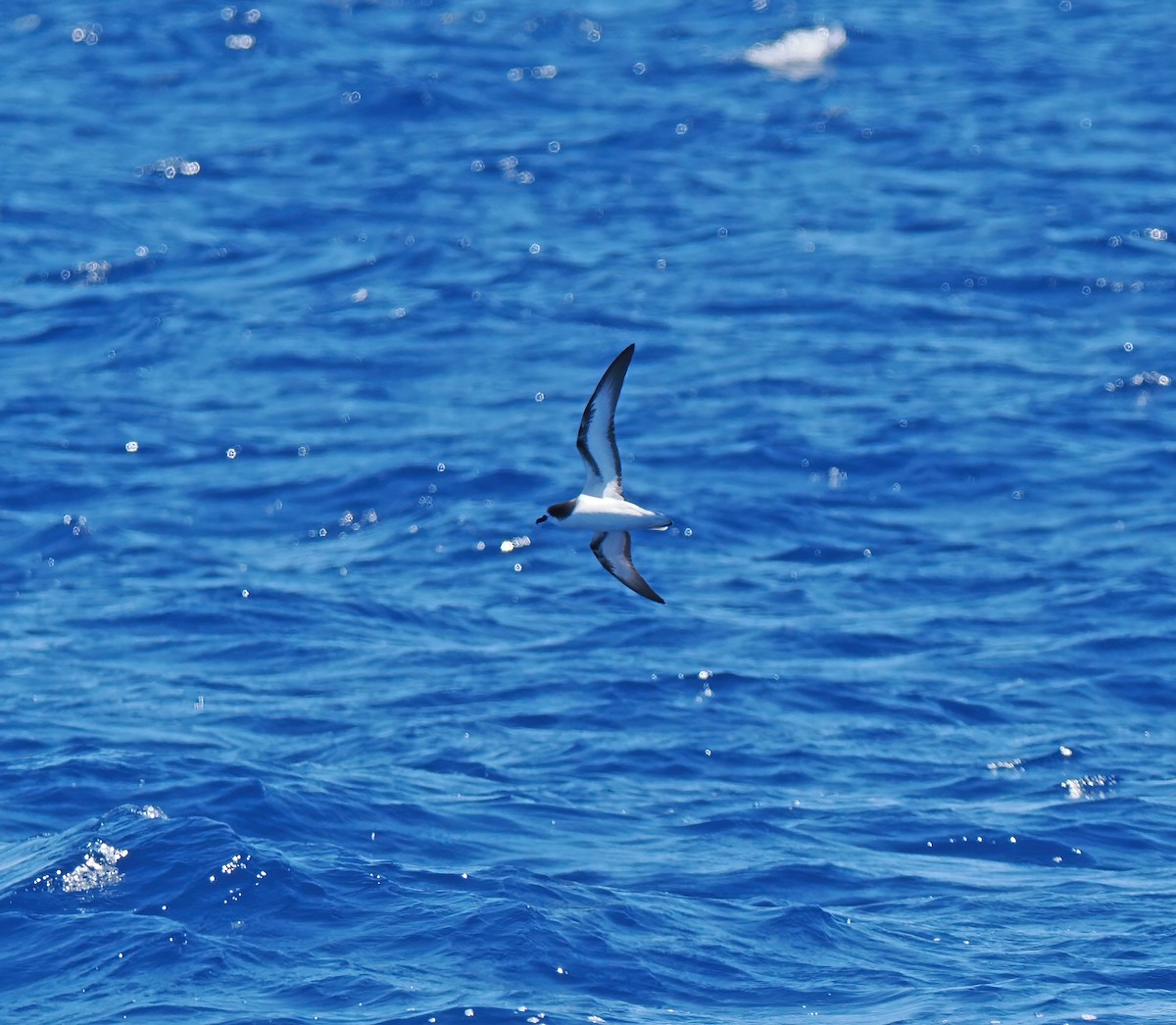 ミナミシロハラミズナギドリ - ML646576221