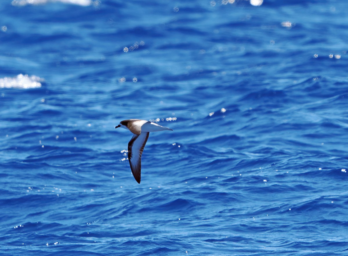 ミナミシロハラミズナギドリ - ML646576222