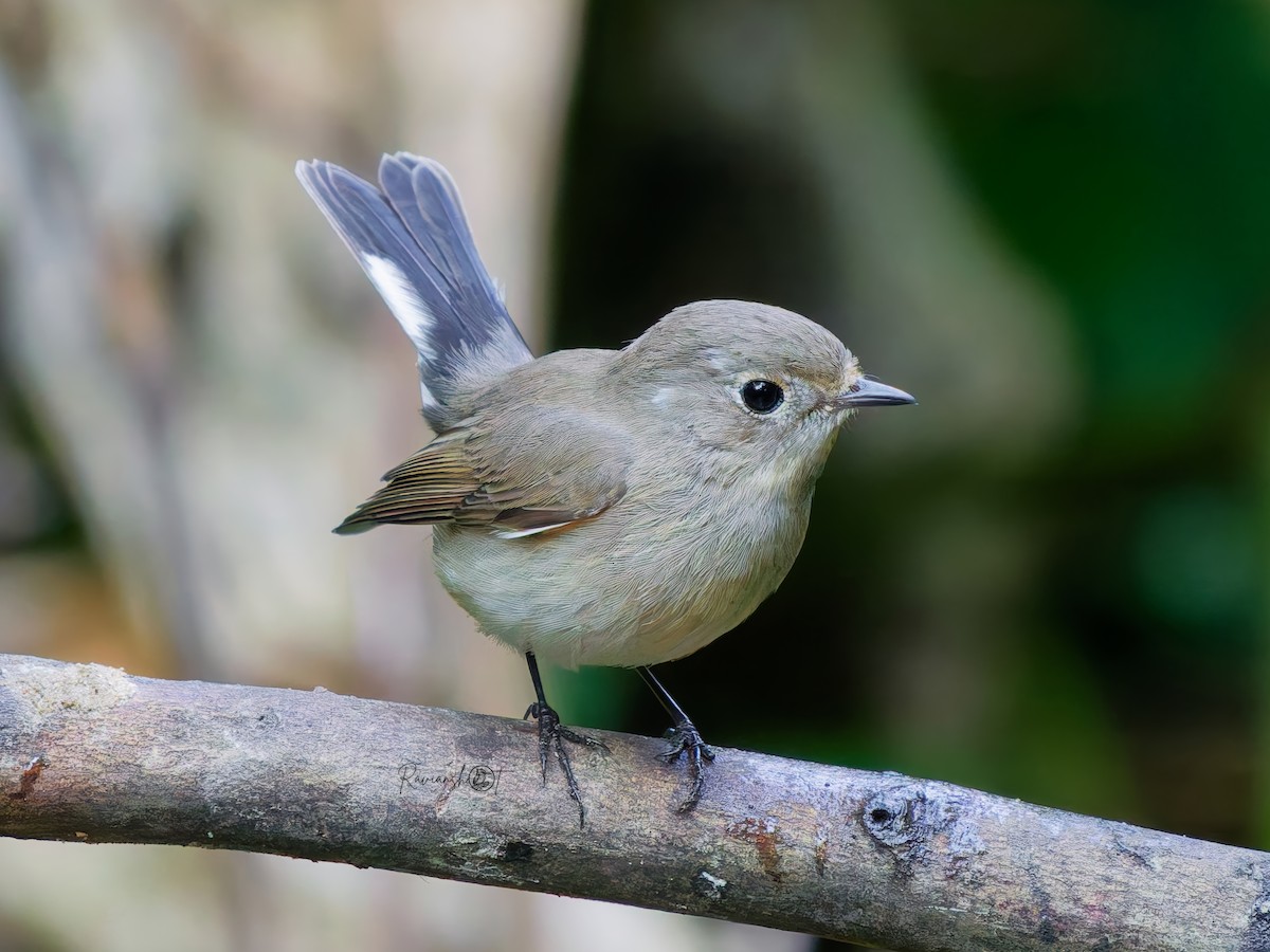 Taiga Flycatcher - ML646576223