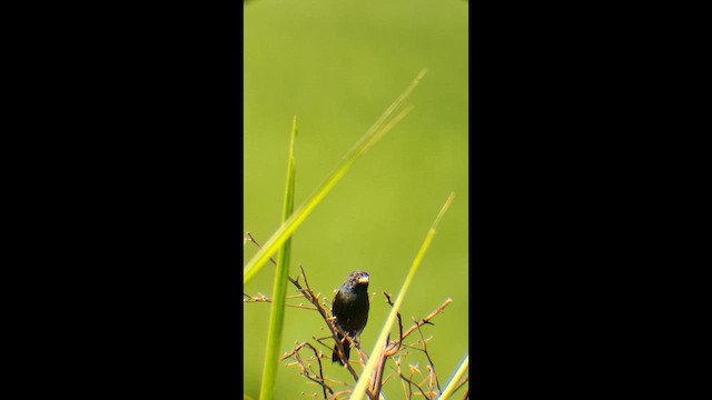 Blue-black Grassquit - ML646576224