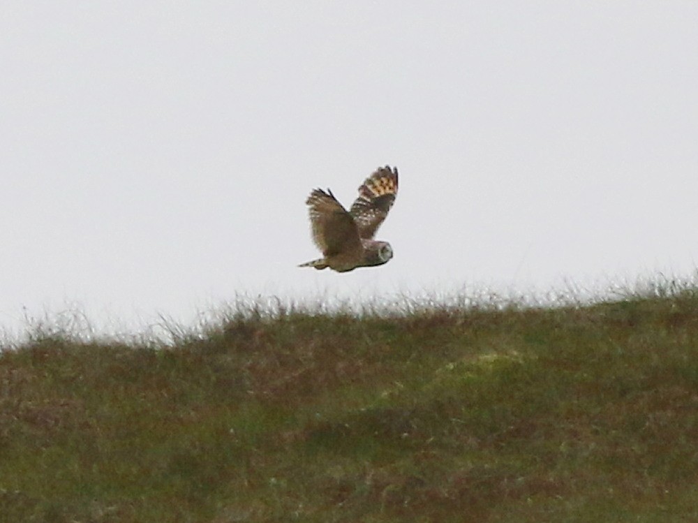 Short-eared Owl (Northern) - ML646576225