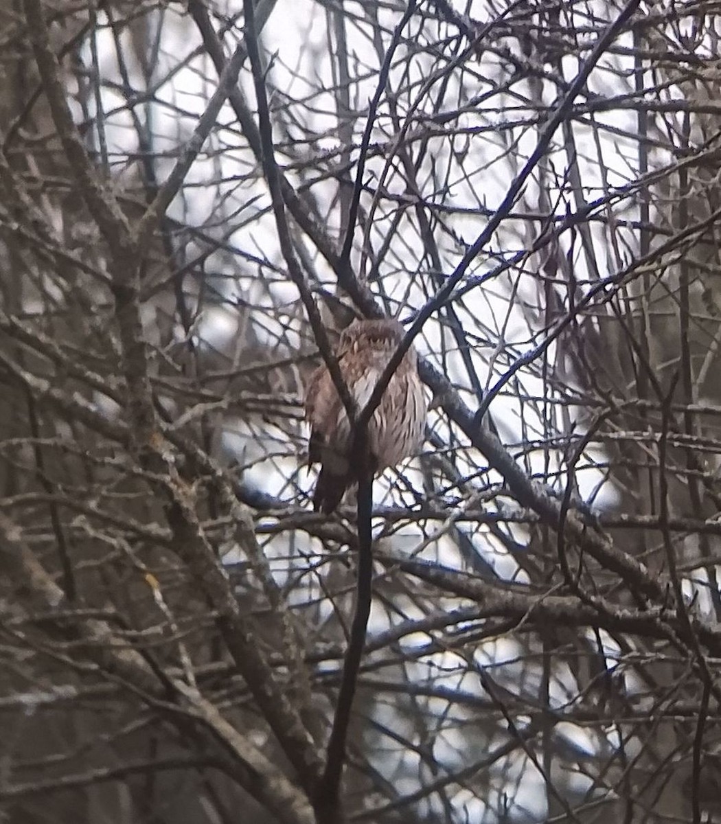 Eurasian Pygmy-Owl - ML646576231