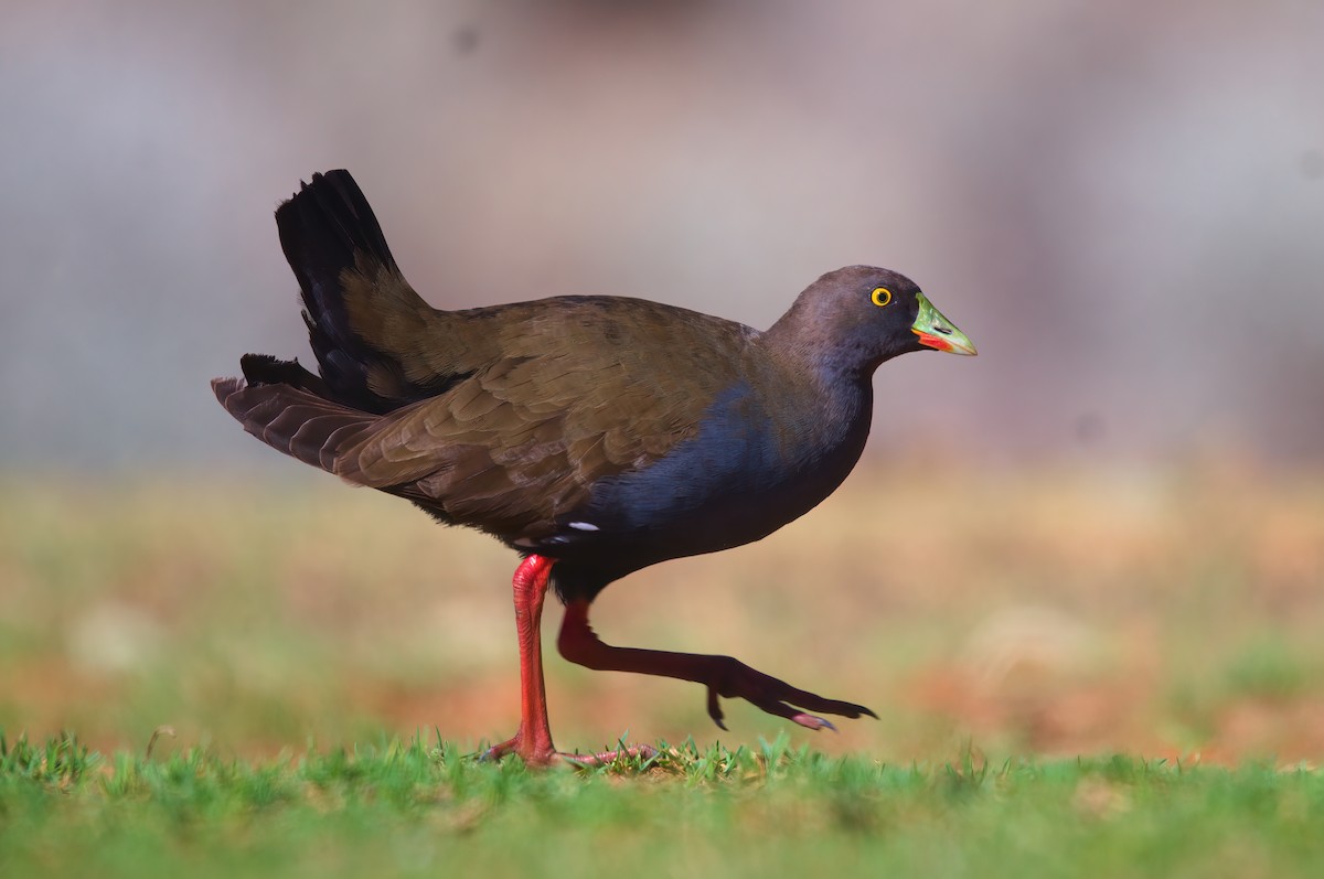 Black-tailed Nativehen - ML646576235