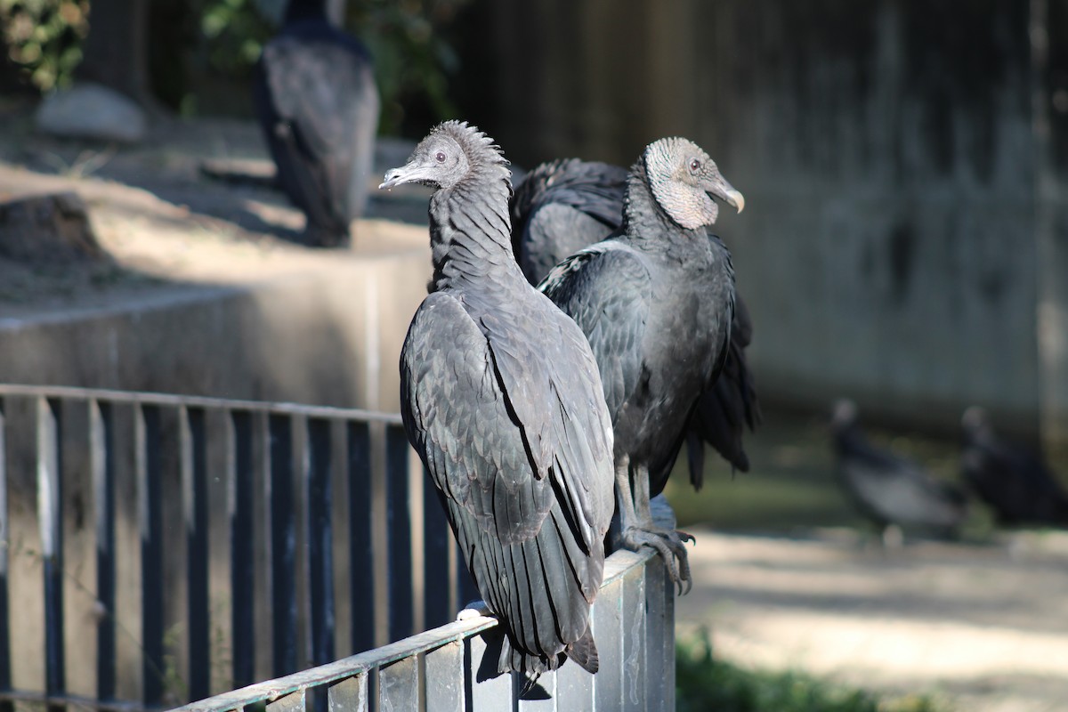 Black Vulture - ML646576236
