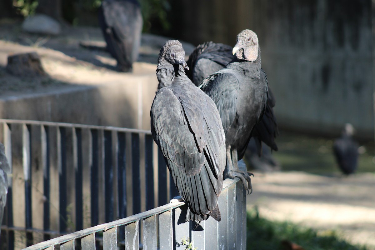 Black Vulture - ML646576238
