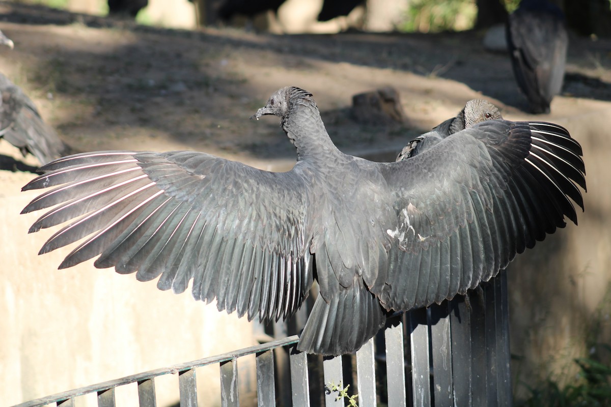 Black Vulture - ML646576239