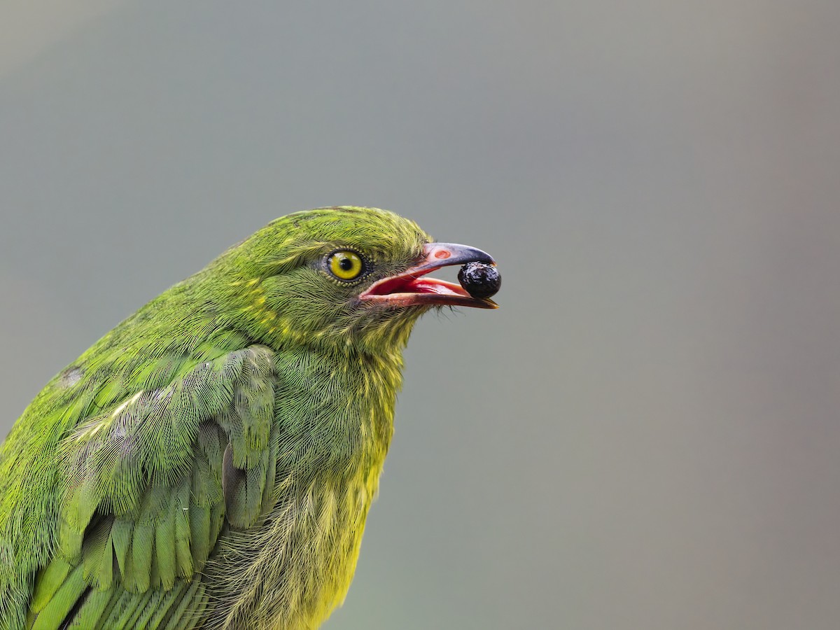 Orange-breasted Fruiteater - ML646576240