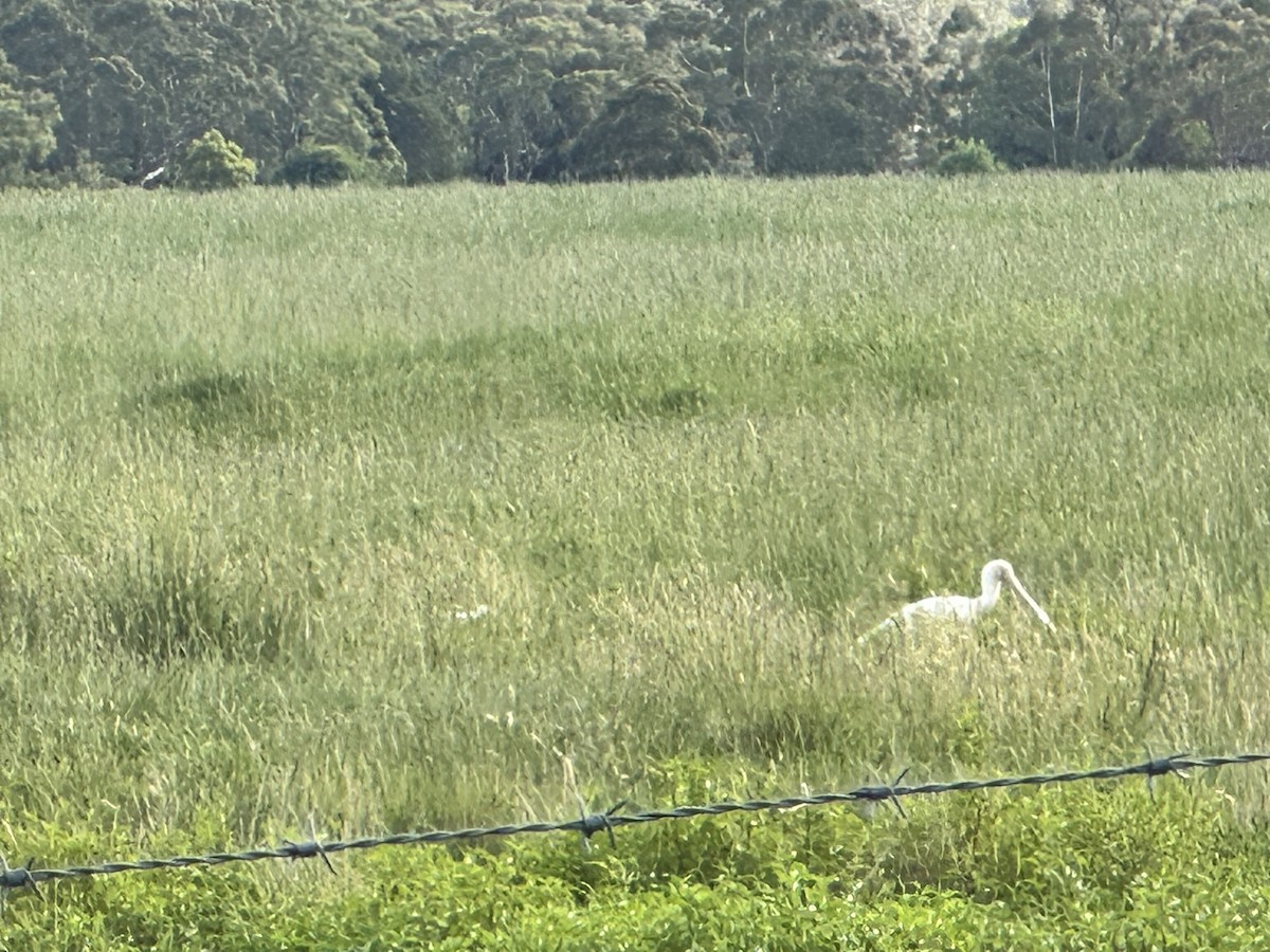 Yellow-billed Spoonbill - ML646576242