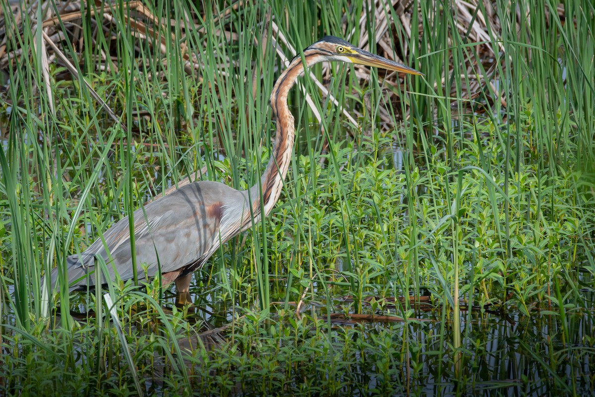 紫鷺 - ML646576244