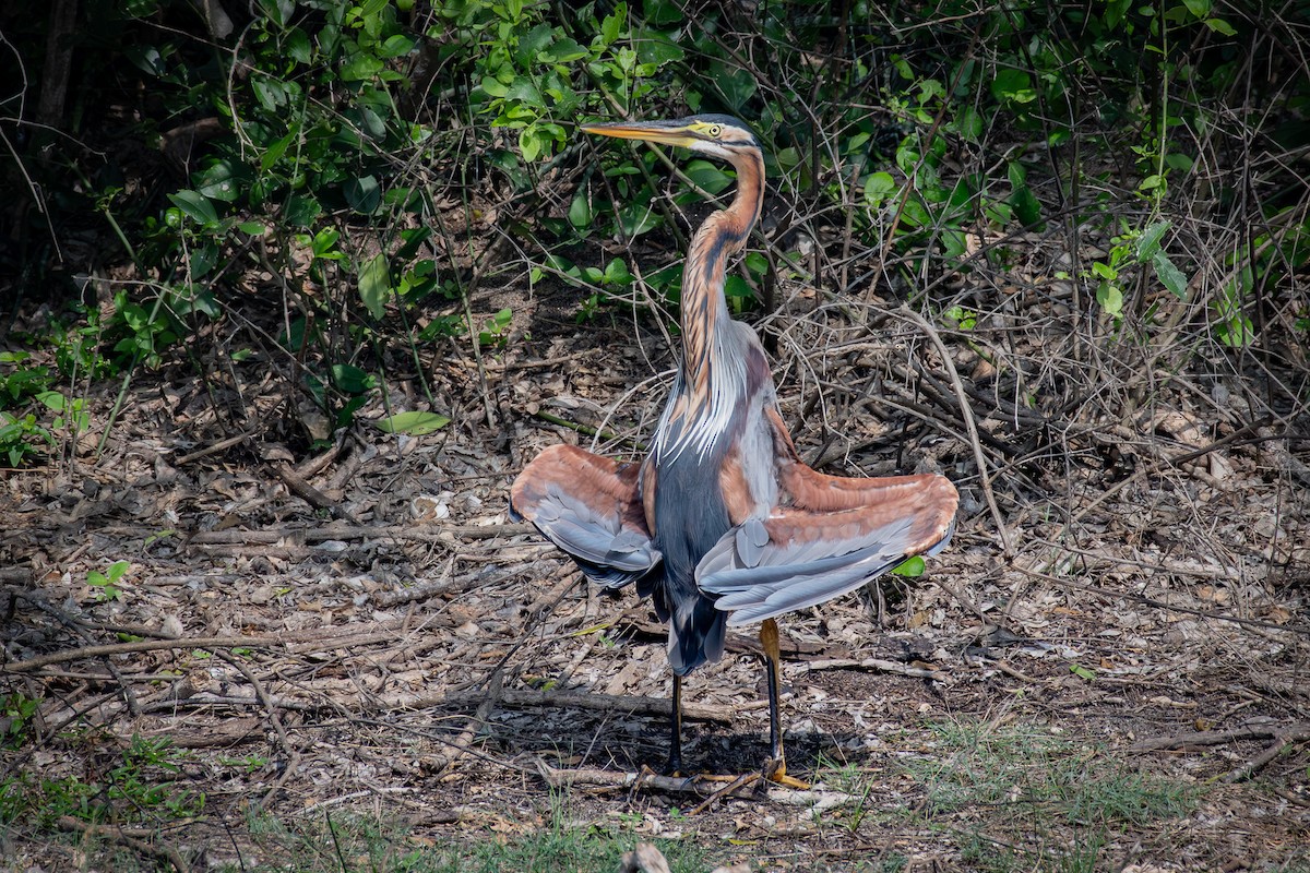 紫鷺 - ML646576247