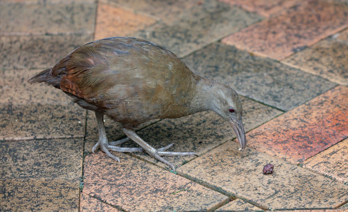 Lord Howe Rail - ML646576257