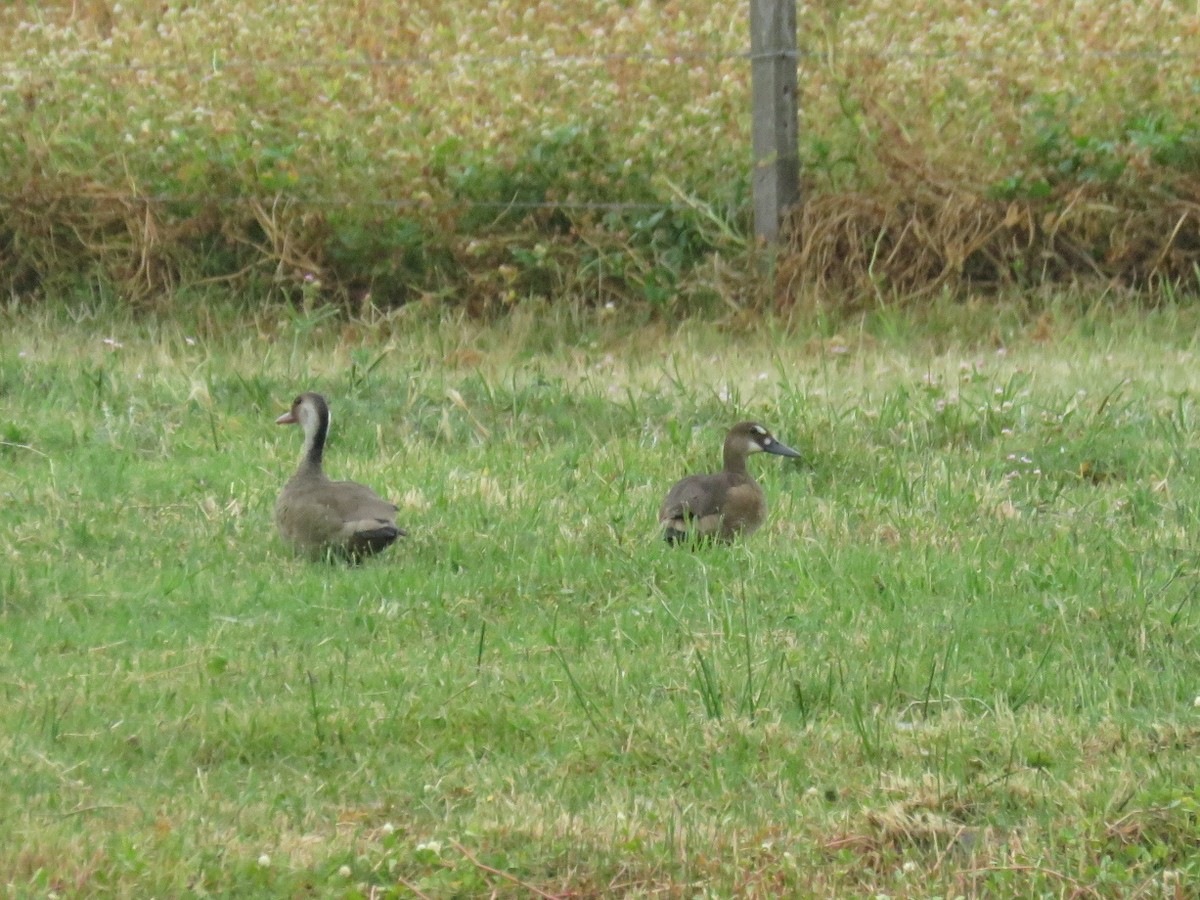 Brazilian Teal - ML646576258