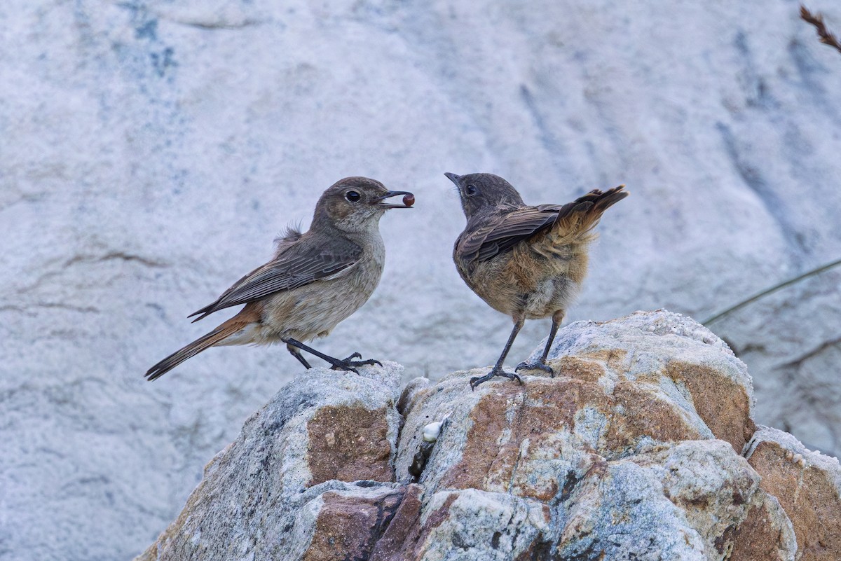 Familiar Chat - ML646576265