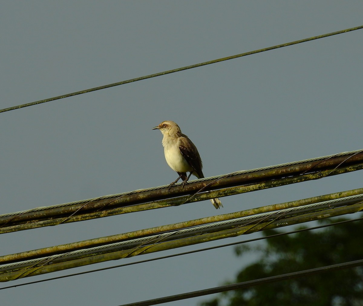 Tropical Mockingbird - ML646576268
