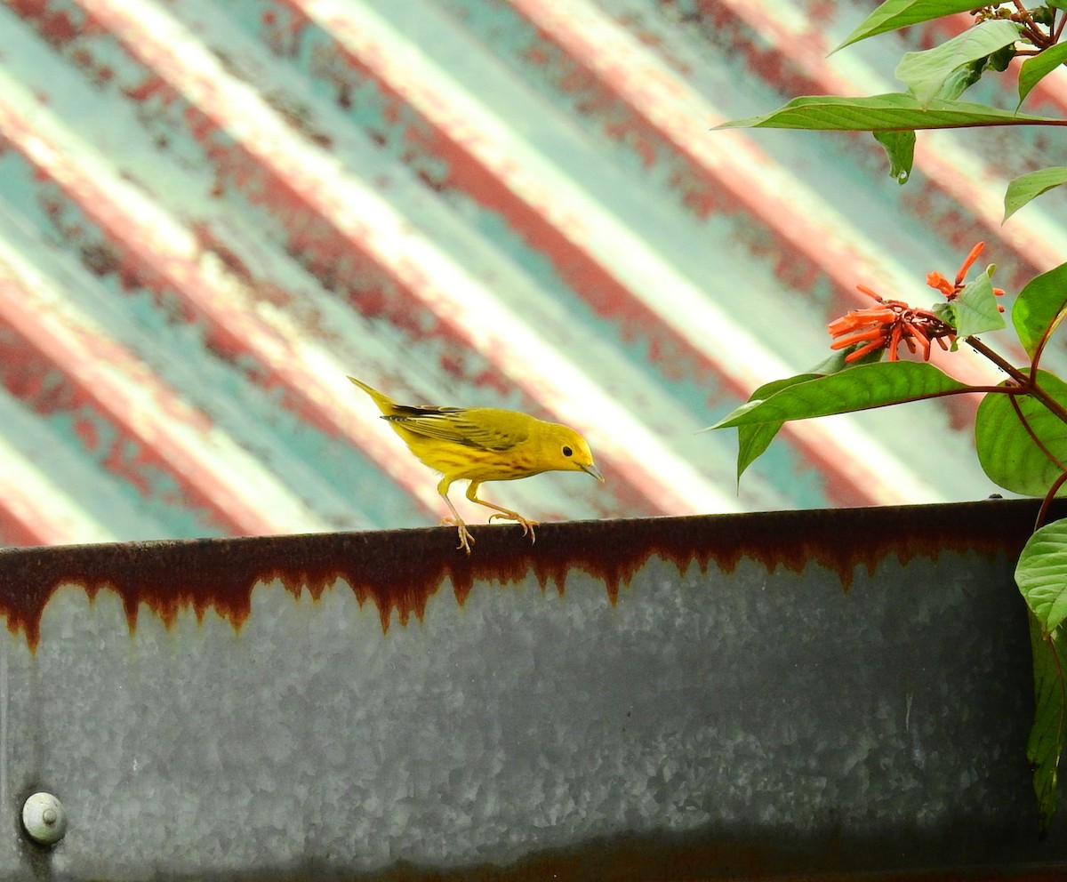 Northern Yellow Warbler - ML646576269