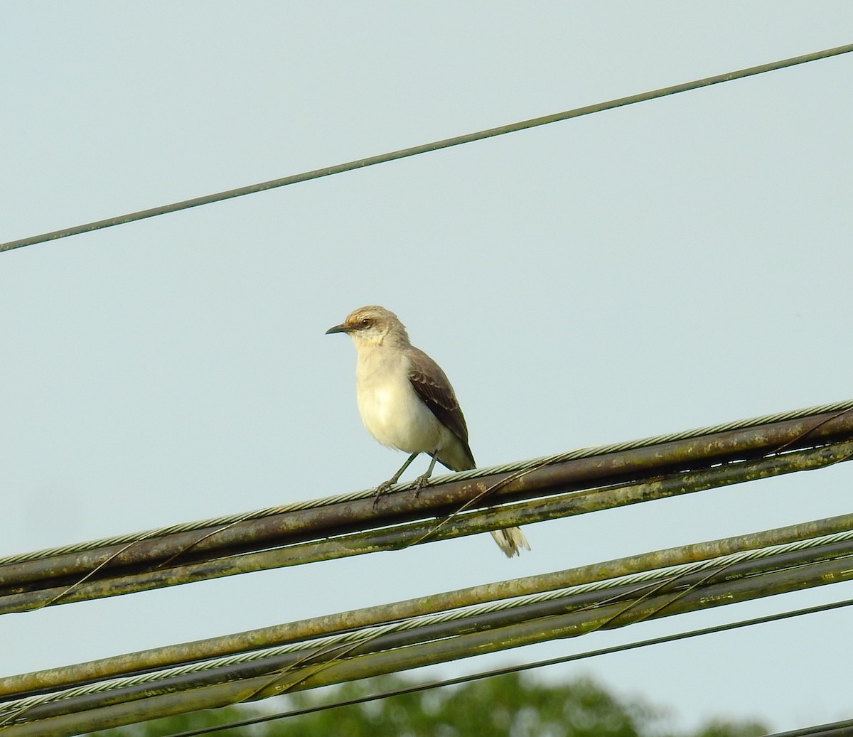 Tropical Mockingbird - ML646576271