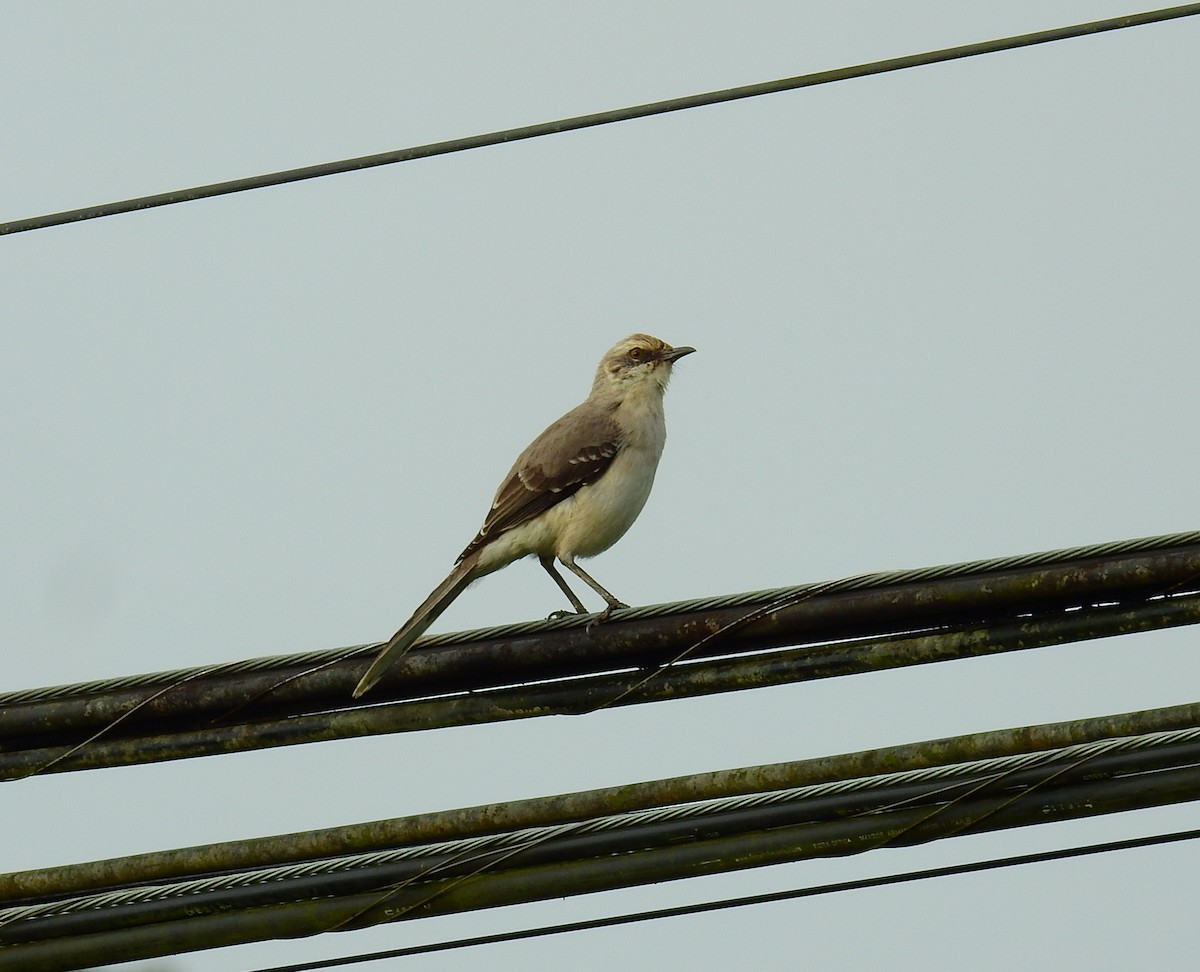Tropical Mockingbird - ML646576272