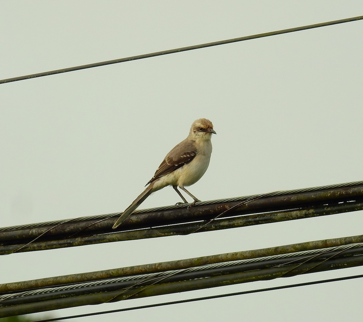 Tropical Mockingbird - ML646576273
