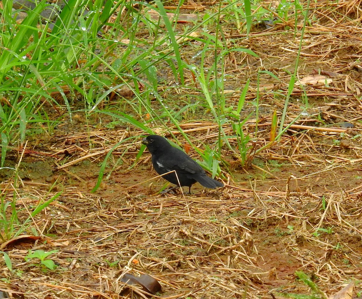 Variable Seedeater - ML646576285