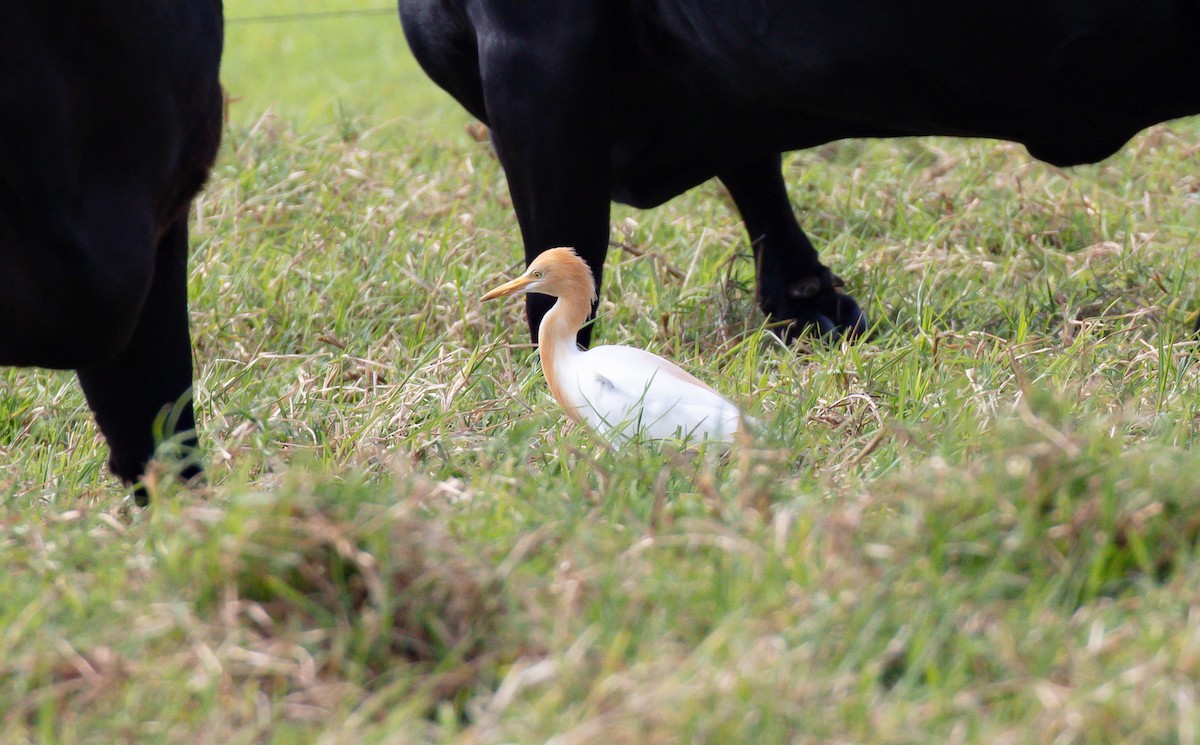 Eastern Cattle-Egret - ML646576293