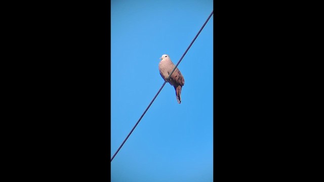 Ruddy Ground Dove - ML646576294
