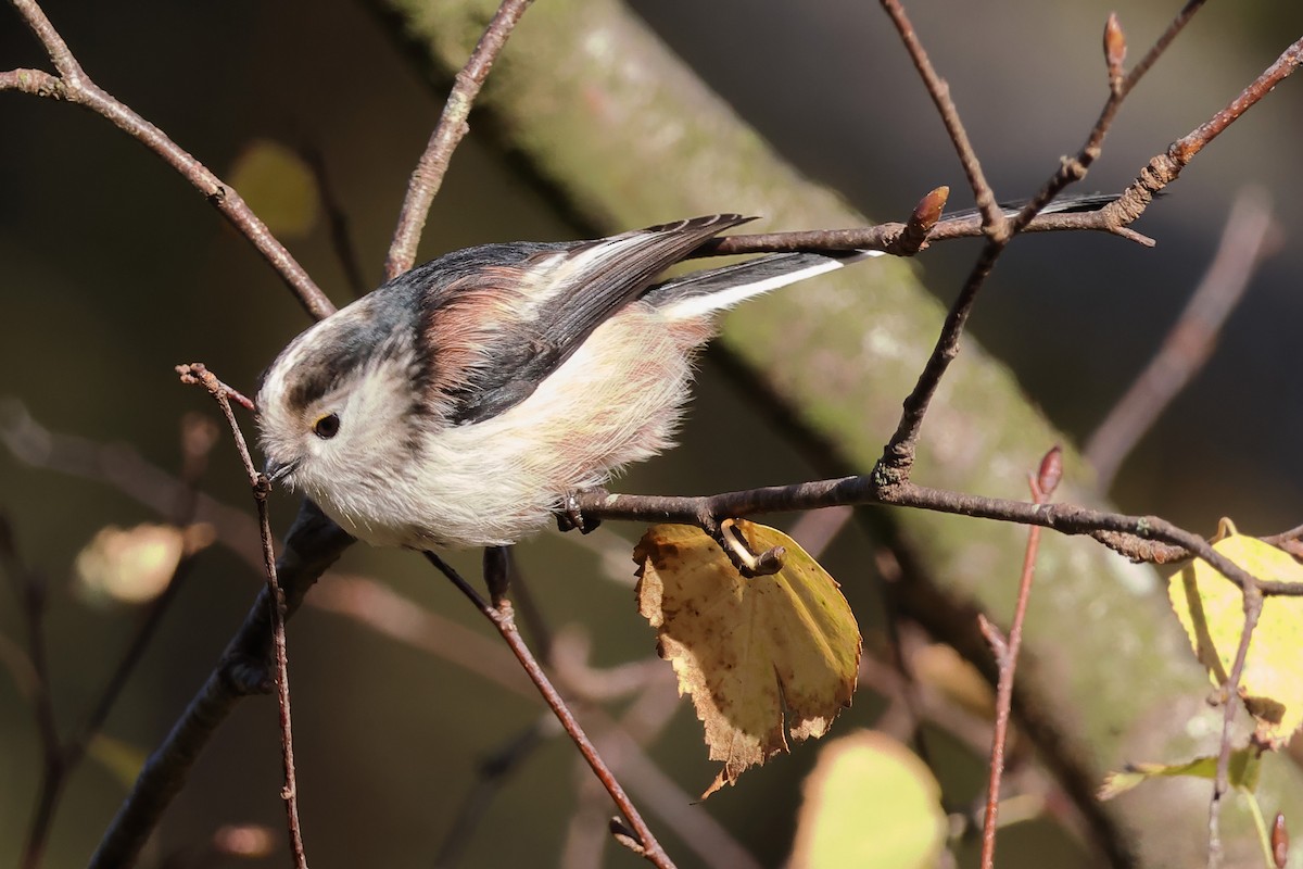 mlynařík dlouhoocasý - ML646576308